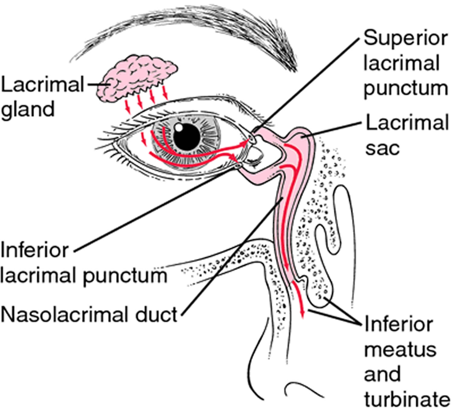lacrimal gland