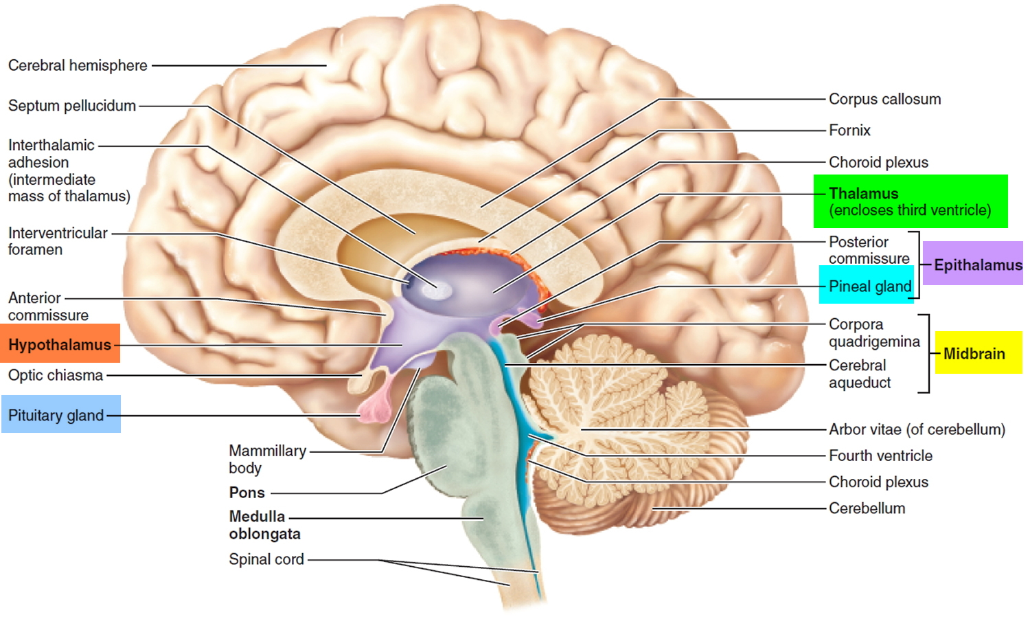 Human Brain Anatomy And Function Cerebrum Brainstem