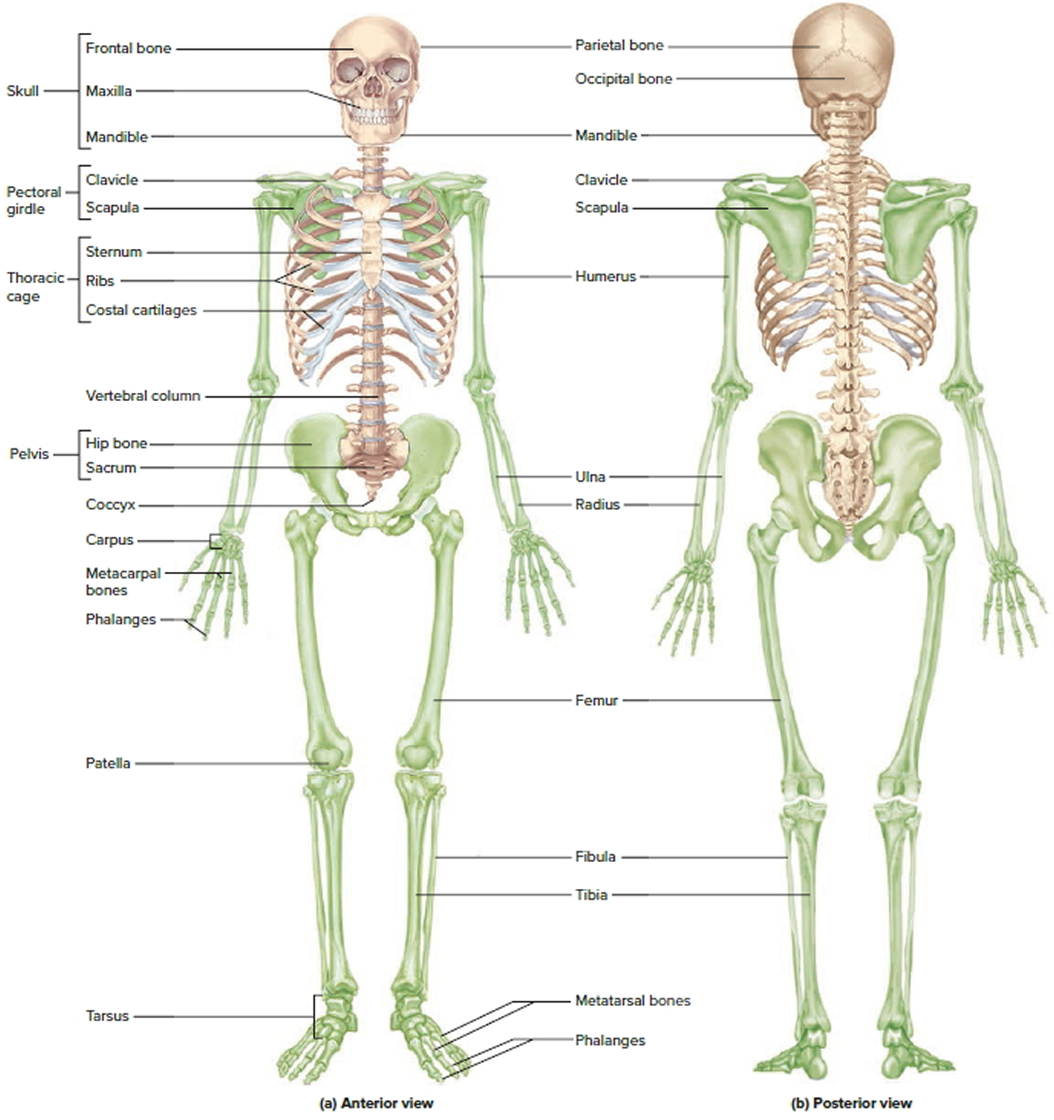 tipos de cartilagos en el cuerpo humano