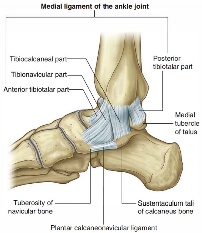 Pronation And Supination Of The Forearm Pronation And Supination Of Foot