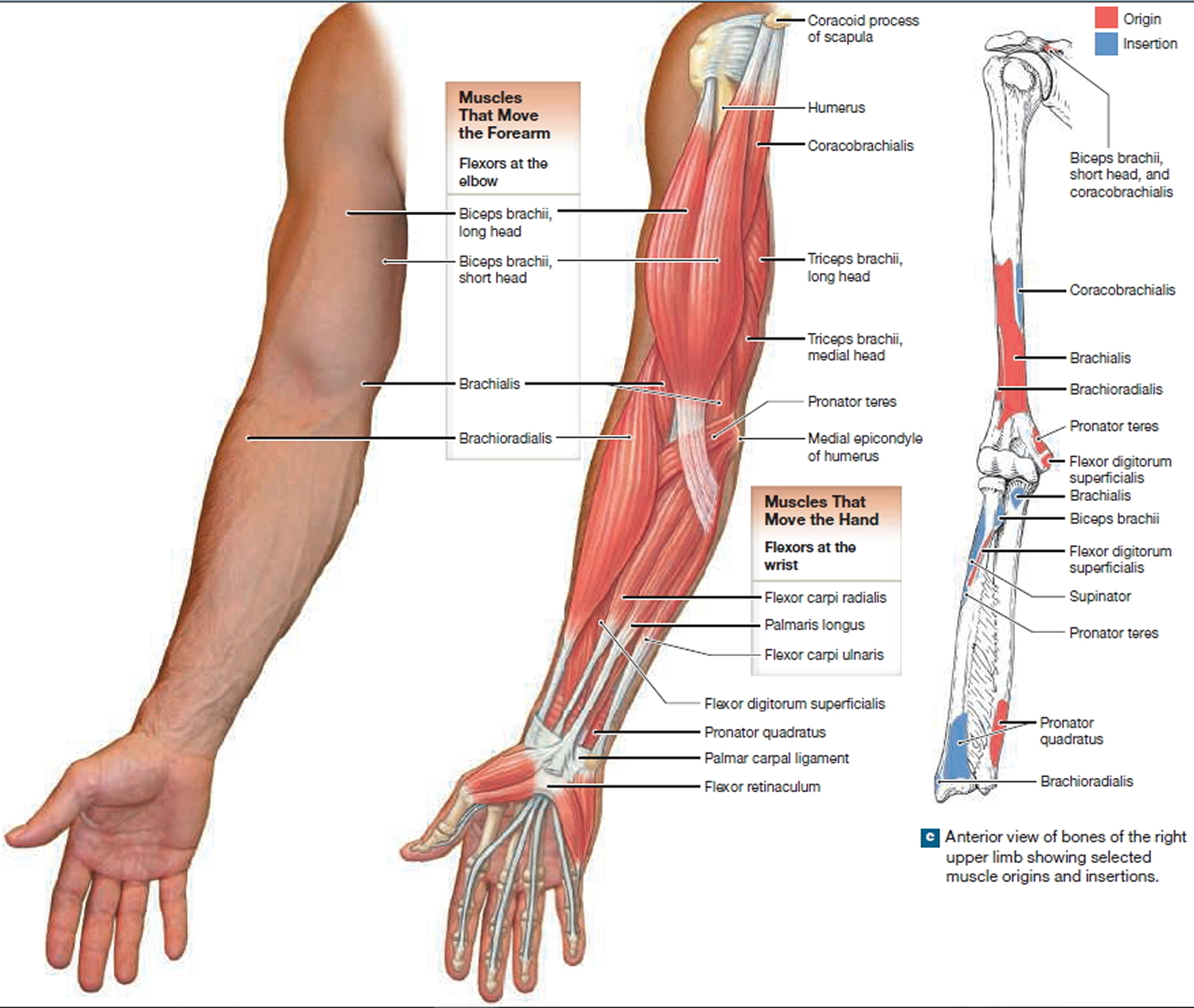 Анатомическое строение предплечья руки человека