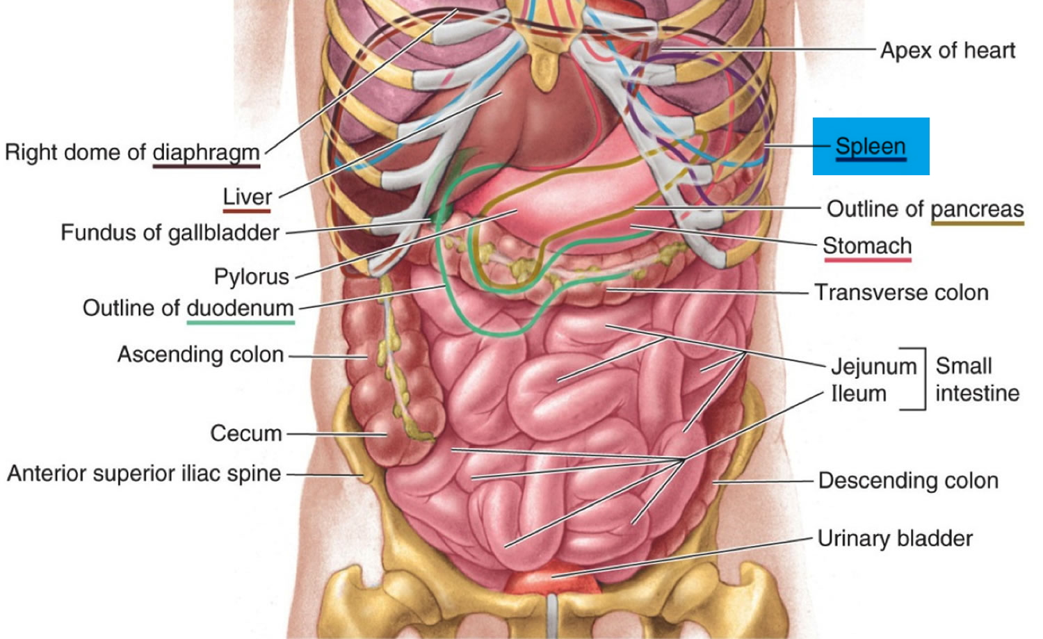 Анатомия внутренних органов брюшной полости женщины