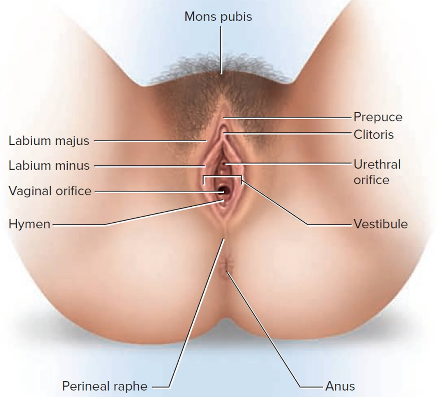 Noed vagina femel