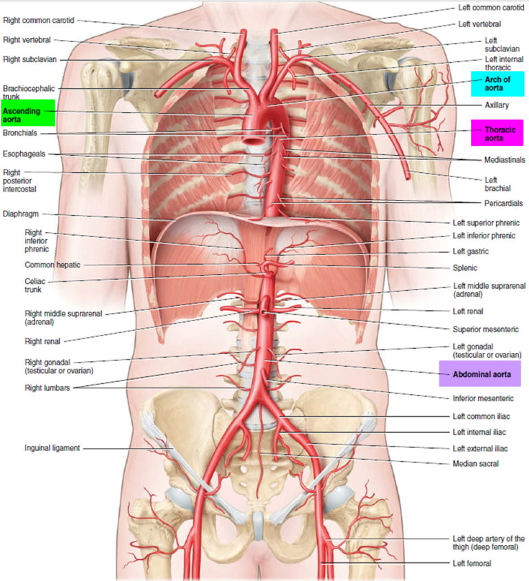 Aortic Dissection Type A And B Symptoms Causes Treatment