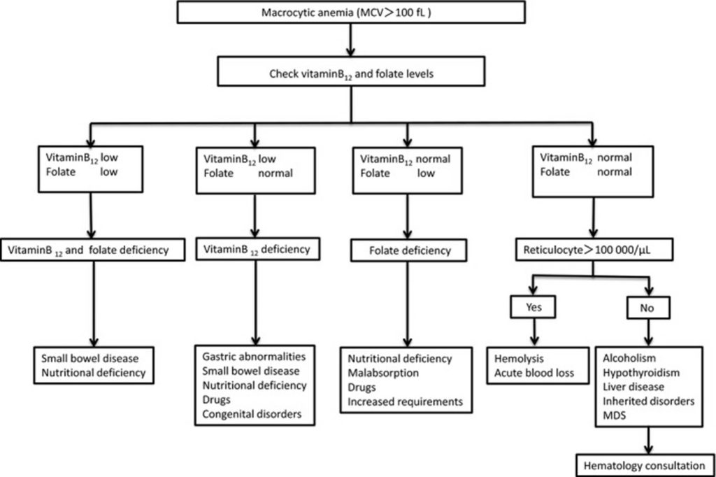 Macrocytic Anemia Causes Symptoms Macrocytic Anemia Treatment