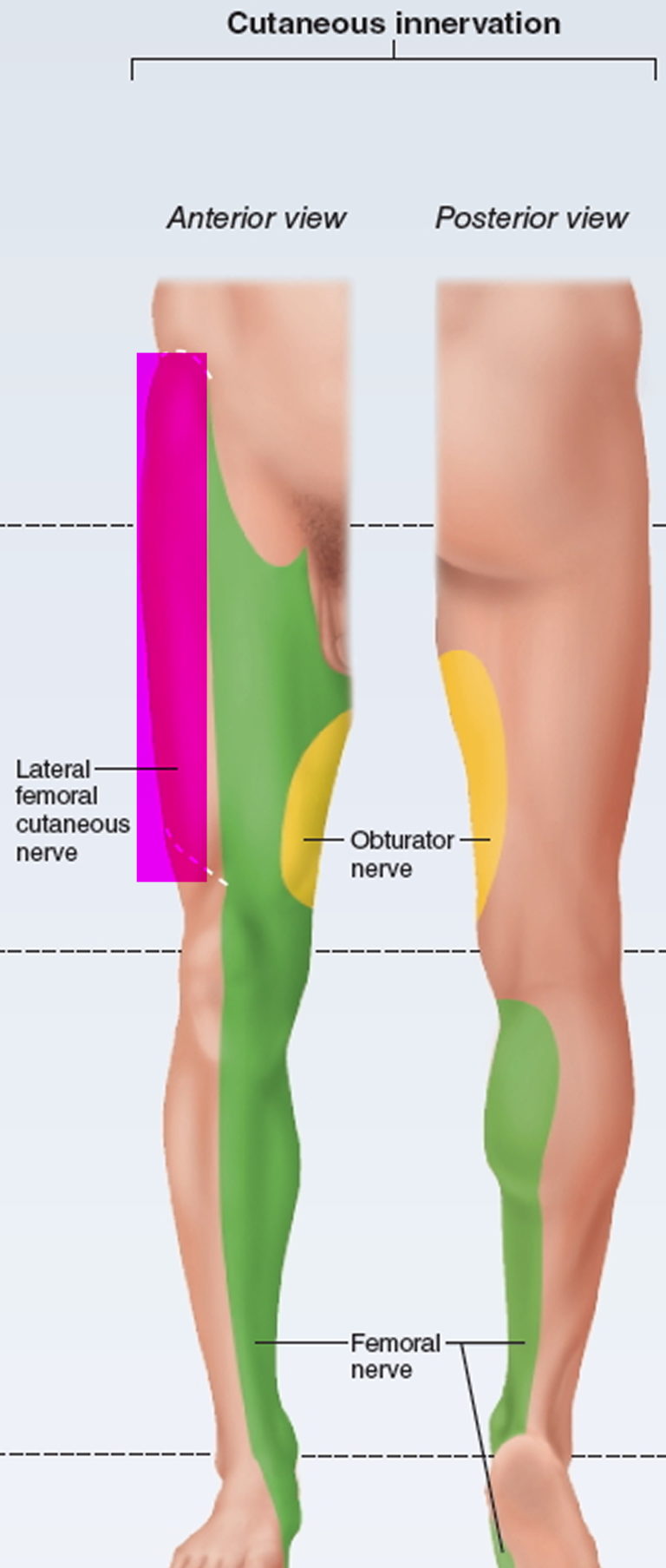 Meralgia Paresthetica Causes Symptoms Pain Relief And Treatment