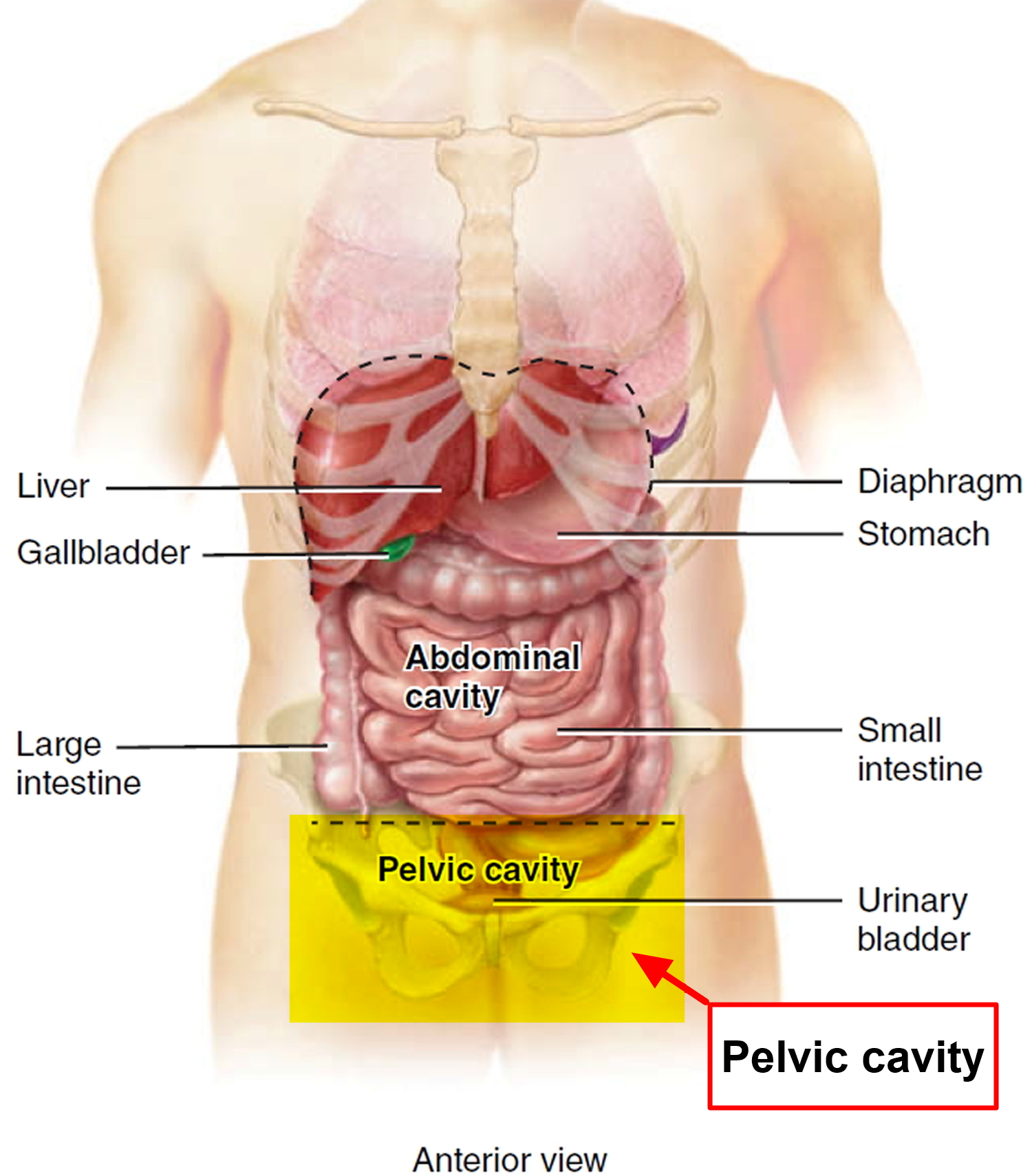 Расположение органов у человека в брюшной полости с ребрами