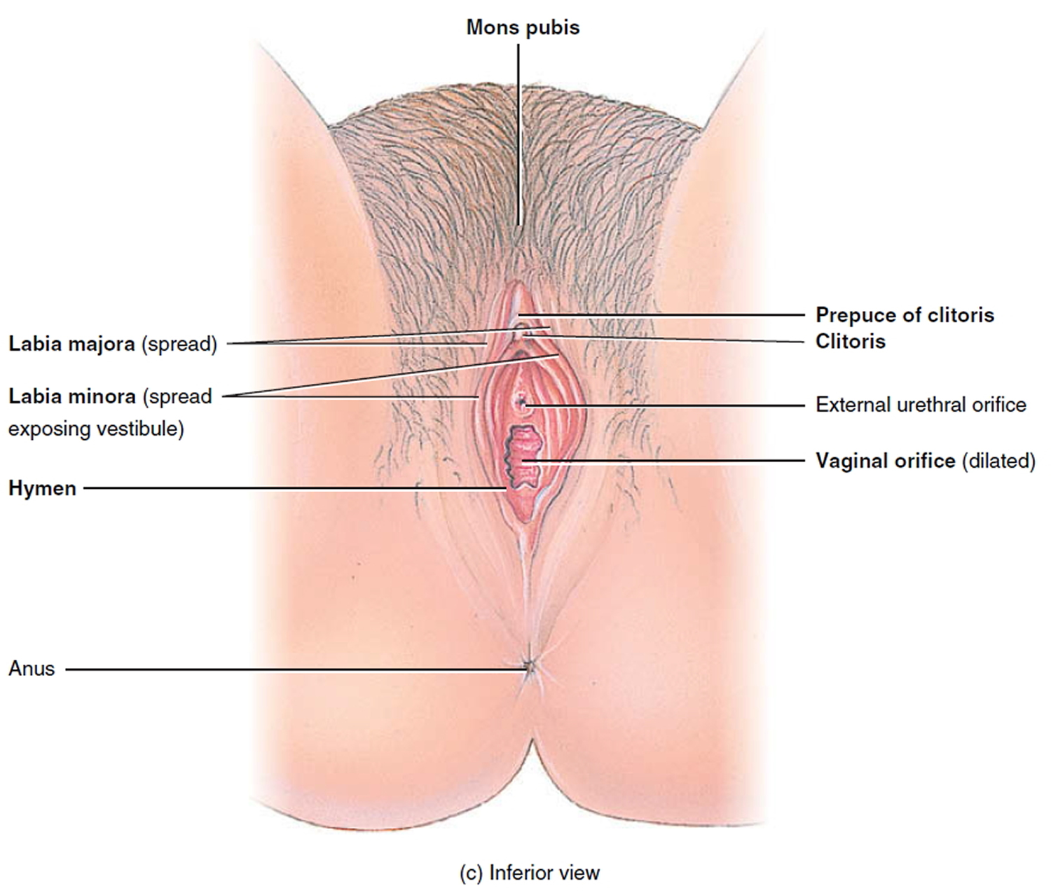 Female genital clitoris