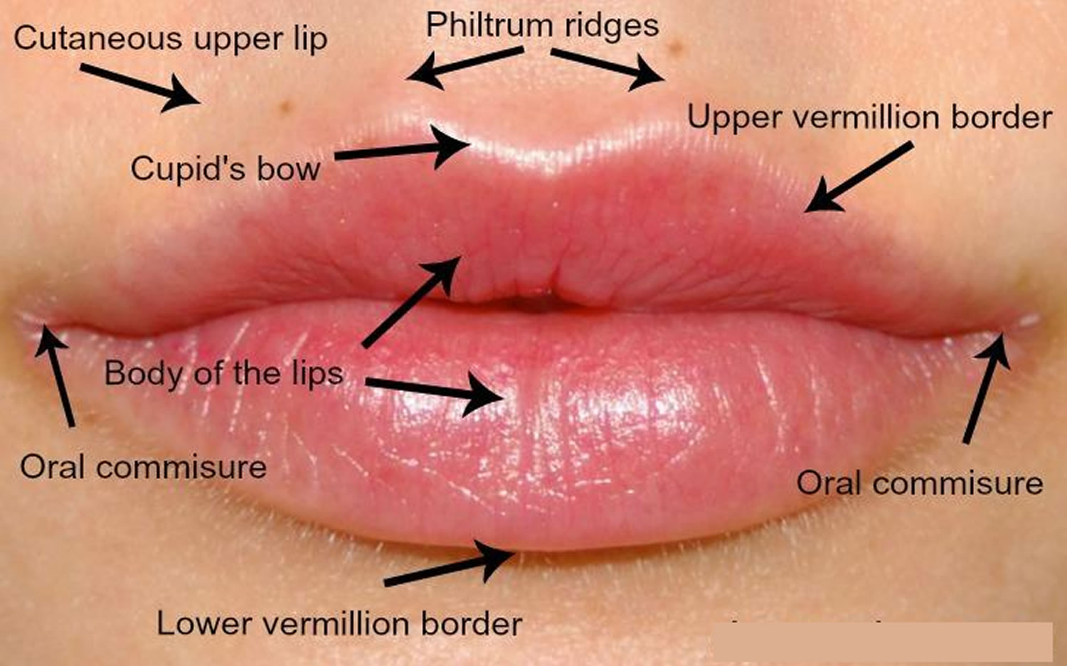 Красная кайма губ анатомия