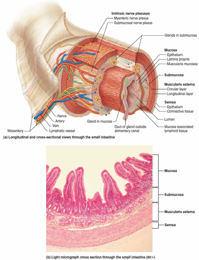 Duodenum Anatomy Parts Location Duodenum Function Problems
