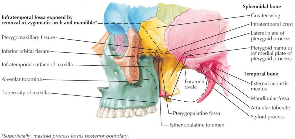 Maxilla Bone Maxilla Anatomy Maxilla Function