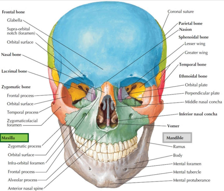 Maxilla Bone Maxilla Anatomy Maxilla Function