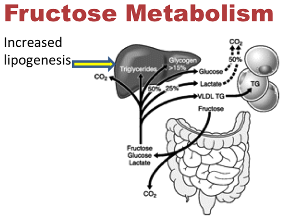 Fructose metabolism