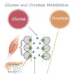 How body metabolises sugar