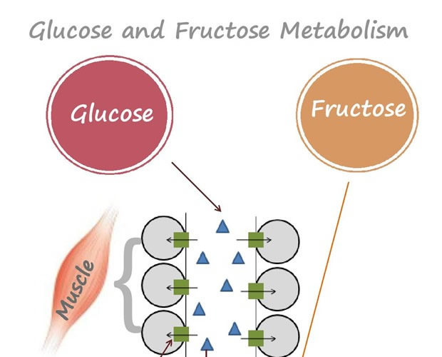 How body metabolises sugar