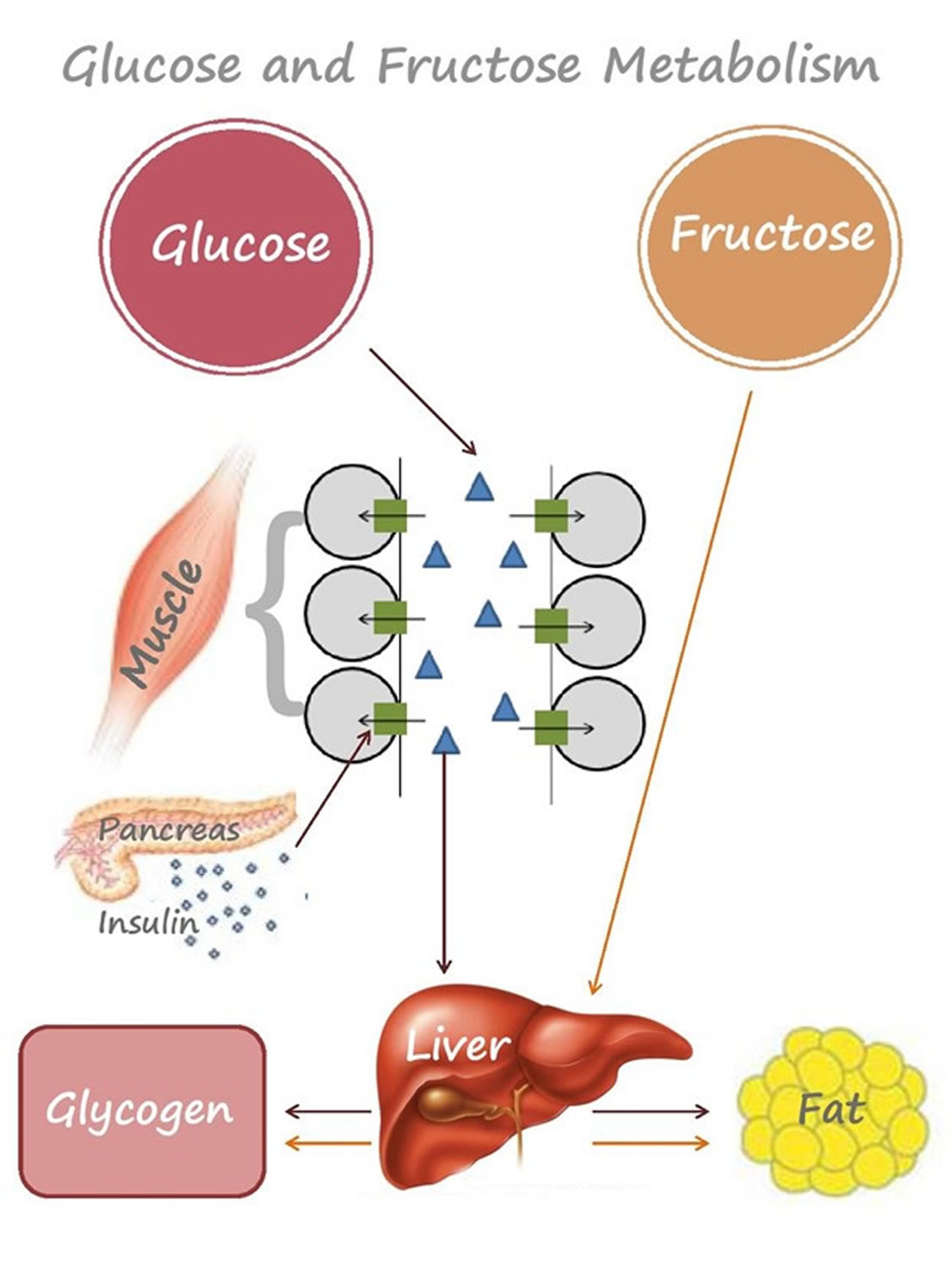 how body metabolises sugar