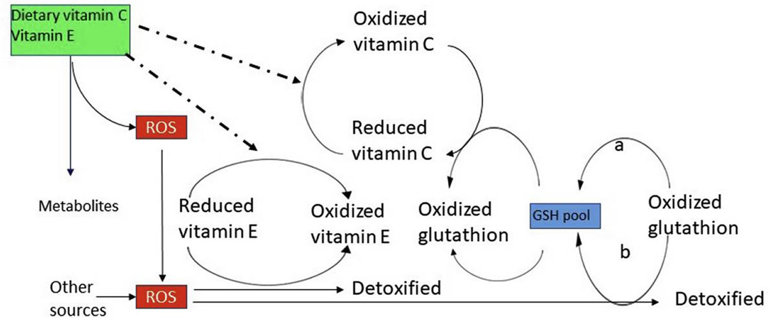 Alpha-tocopherol antioxidant activity