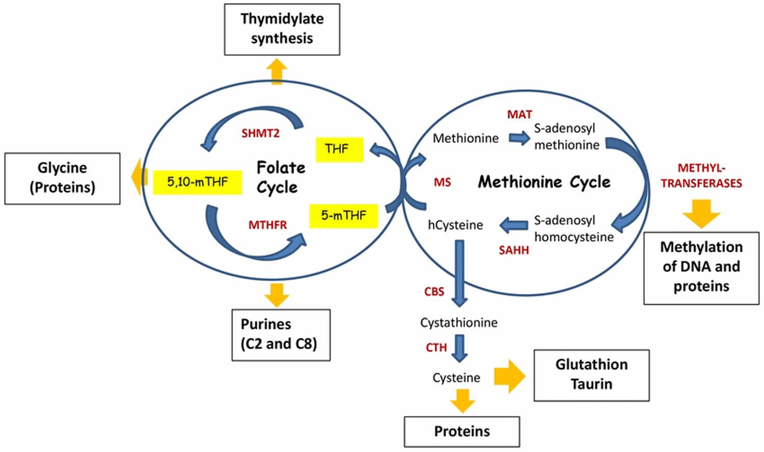 Folate and methionine cycle