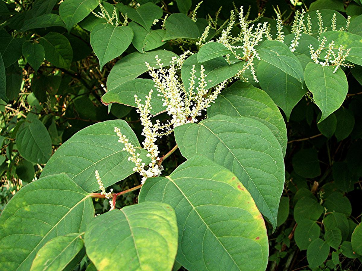 new research japanese knotweed