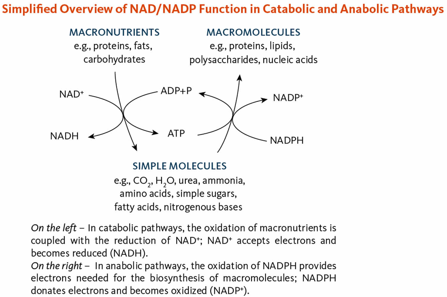 Nicotinamide adenine dinucleotide (NAD) and nicotinamide adenine dinucleotide phosphate (NADP) functions