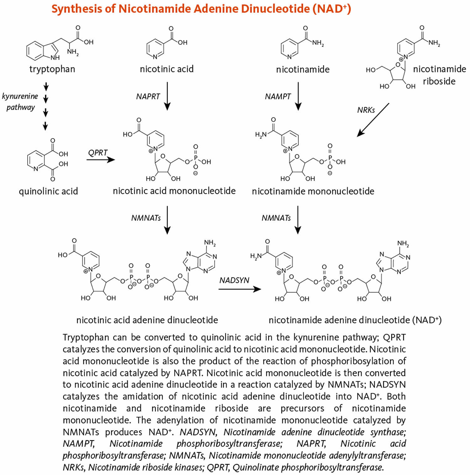 Nicotinamide adenine dinucleotide synthesis