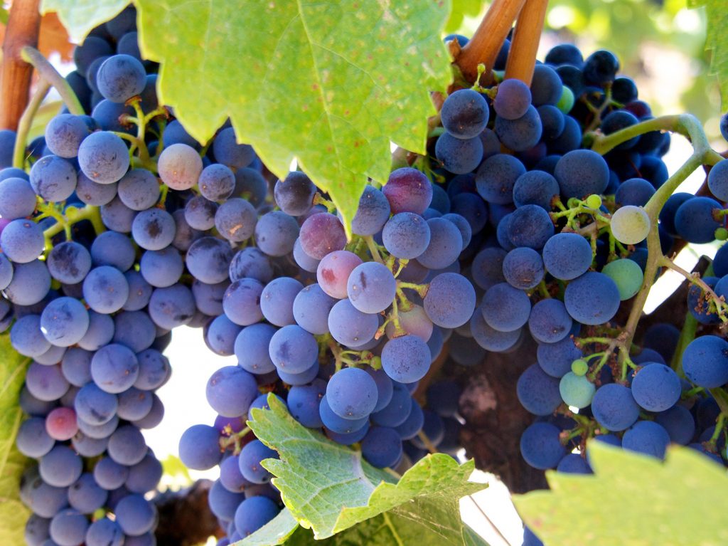 What is Resveratrol? Benefits for Weight Loss, AntiAging & Cancer
