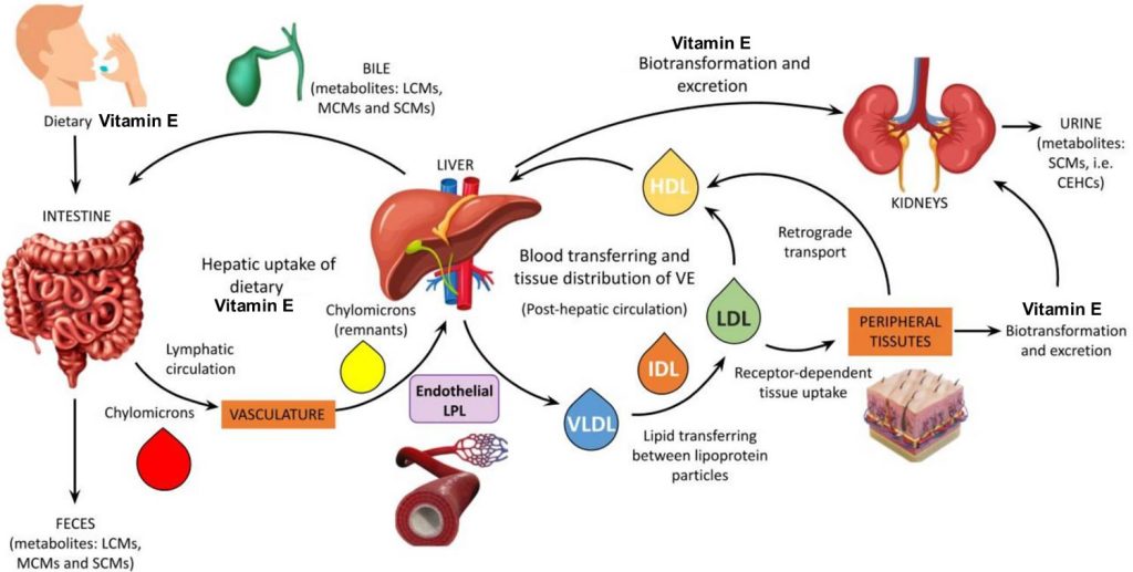 Vitamin E - Foods, Supplements, Deficiency, Benefits, Side Effects