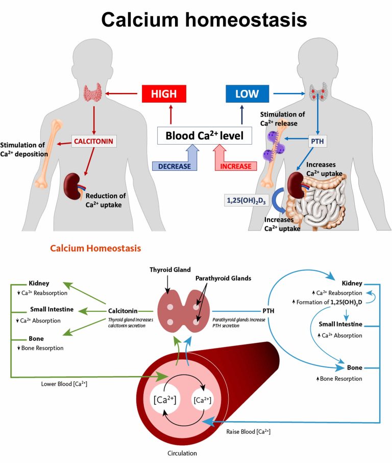 calcium-deficiency-causes-symptoms-diagnosis-treatment-prognosis