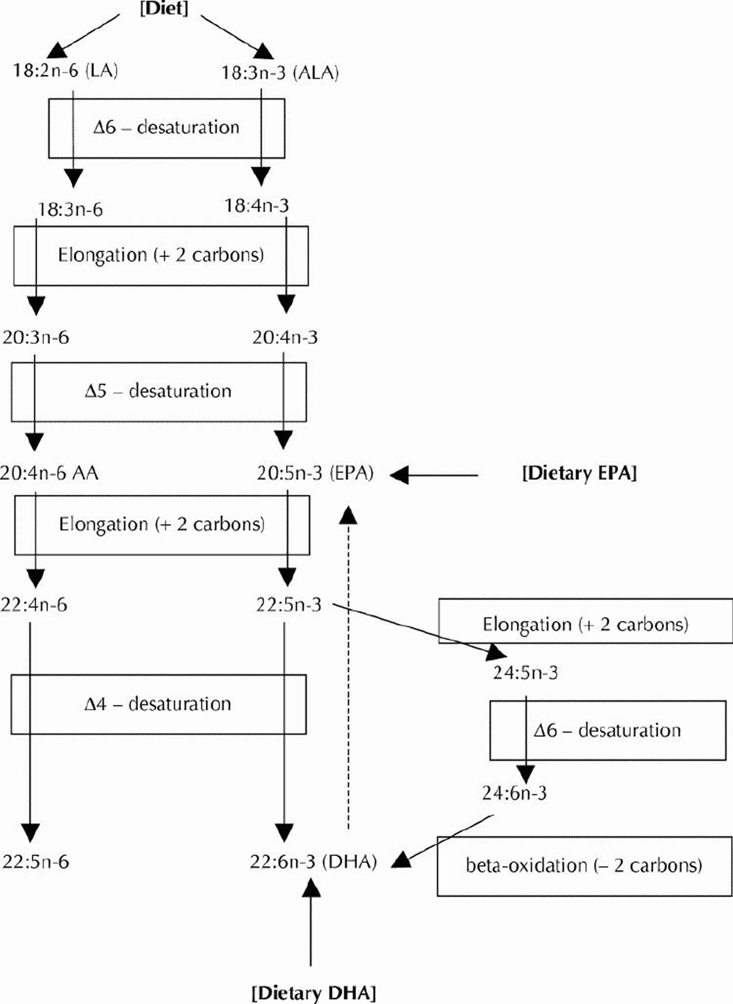 conversion of ALA into EPA and DHA