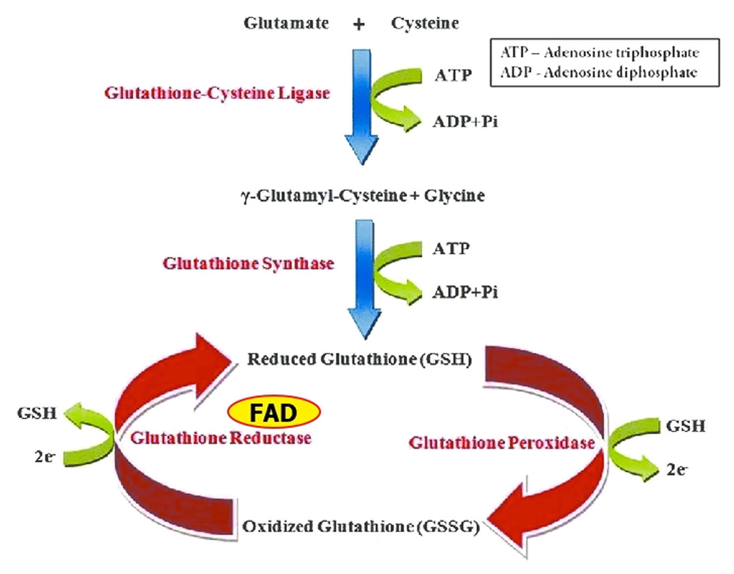 Glutathione oxidation-reduction cycle
