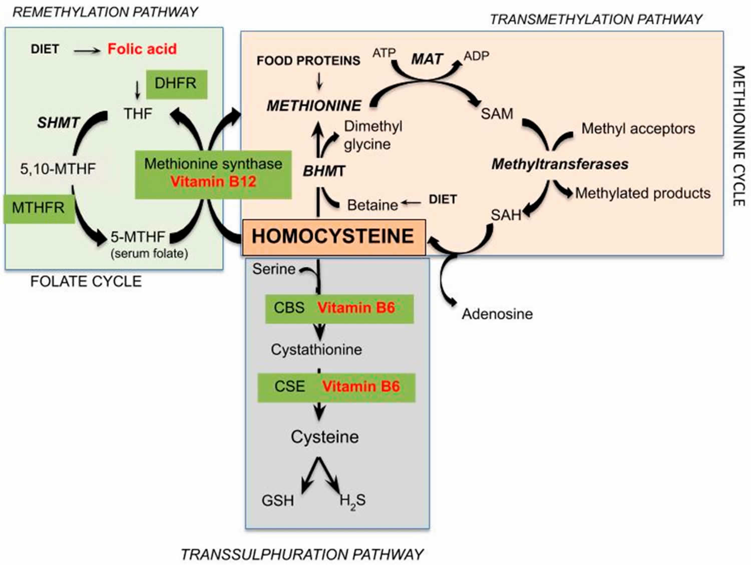 Homocysteine metabolism 