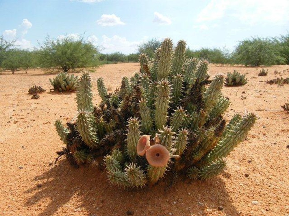 What is Hoodia? Does it Work for Weight Loss? Side Effects ...