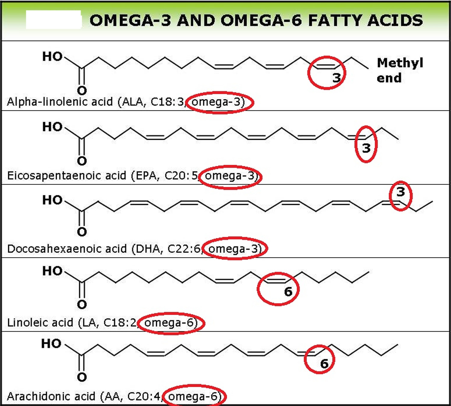 Omega 3 Fatty Acids In Depth Review On Supplements