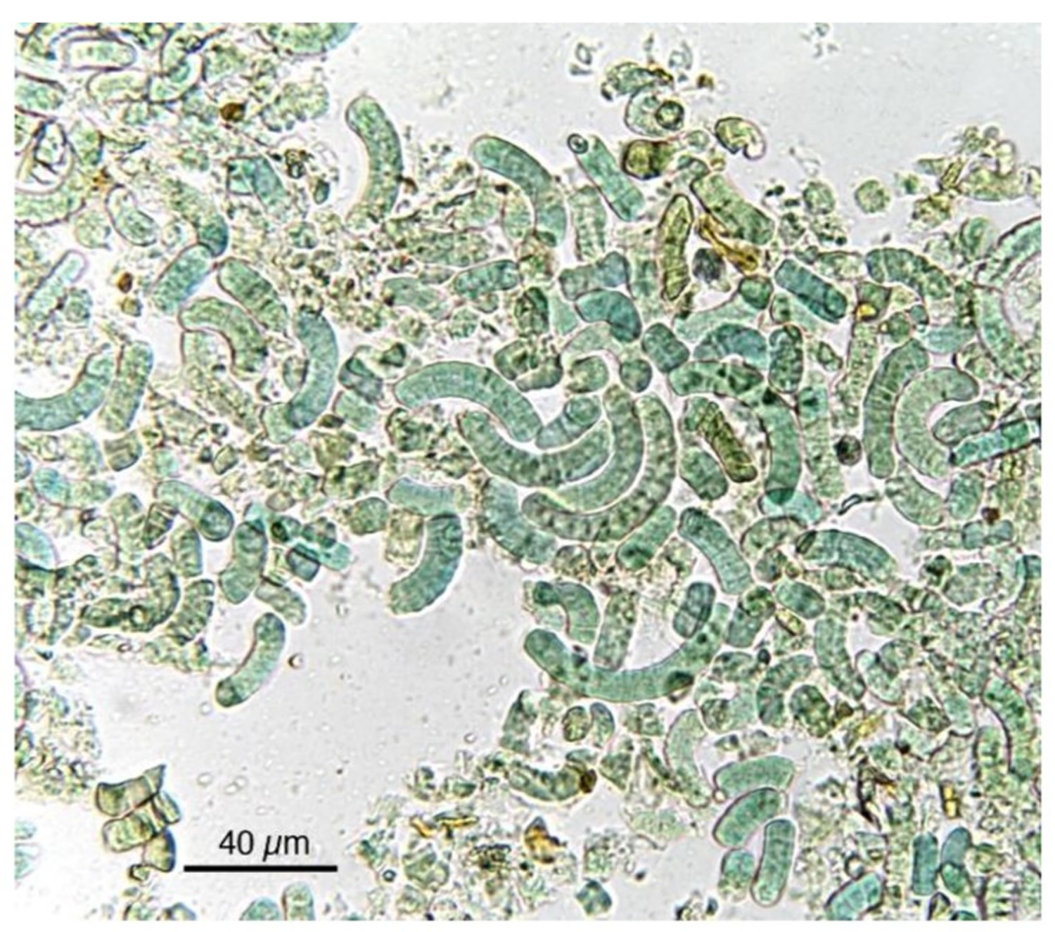 spirulina blue green algae after exsiccation