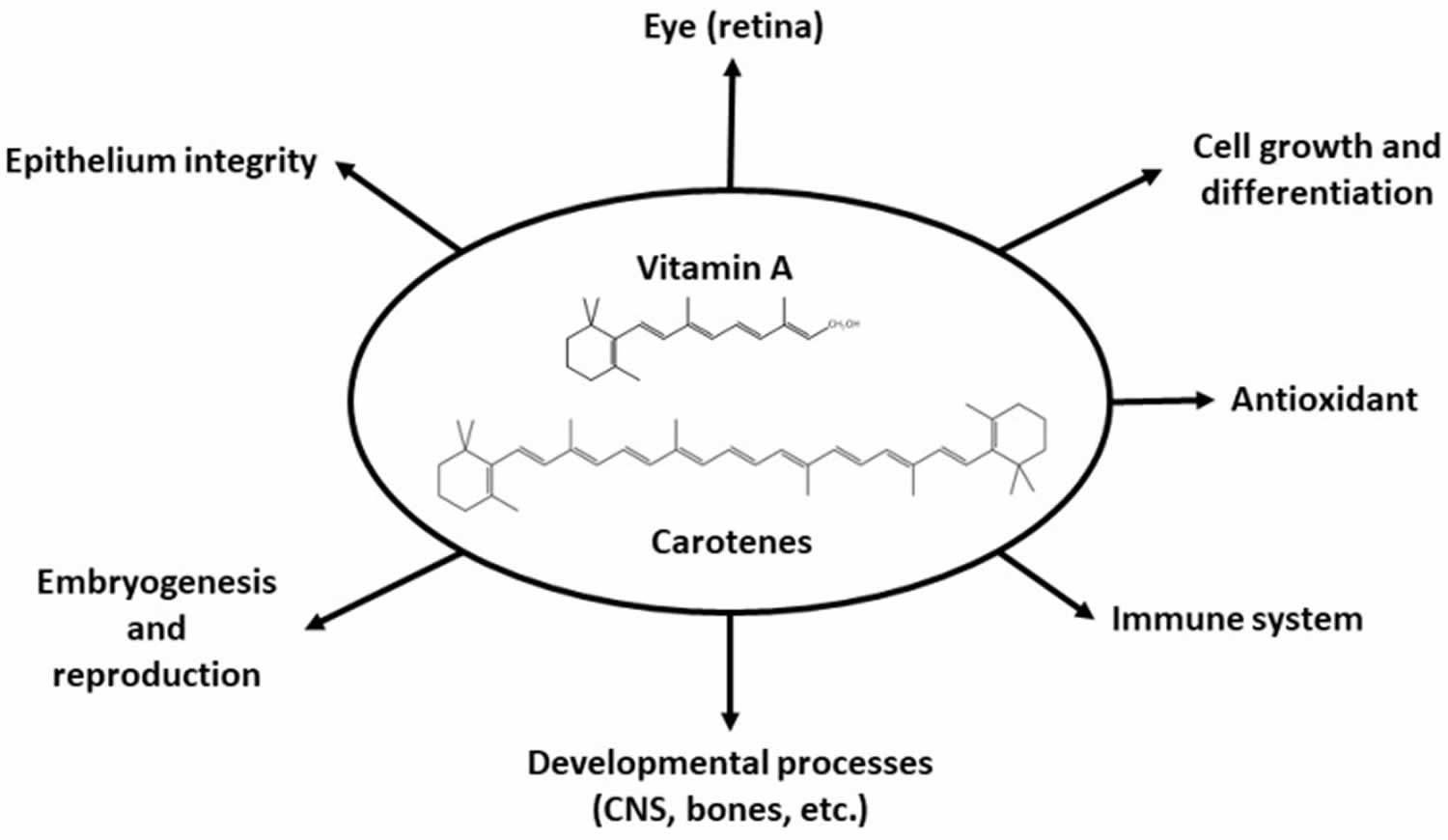 Vitamin A functions