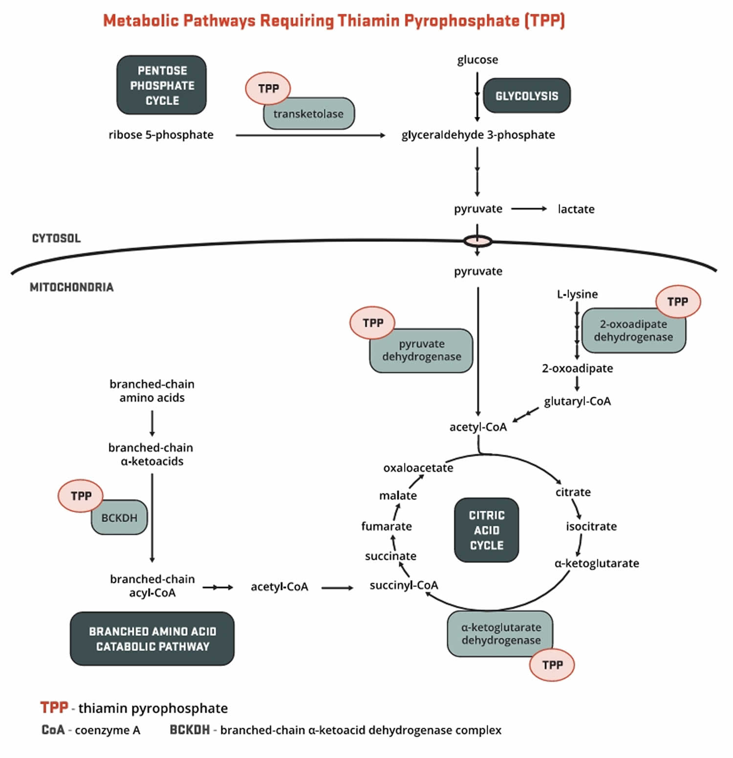 thiamine function