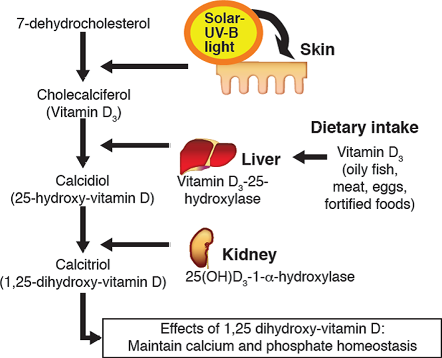 Vitamin D Foods, Supplements, Deficiency, Benefits, Side Effects