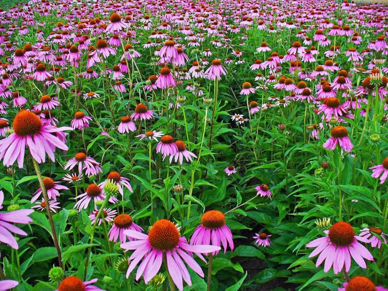 What is Echinacea? Does Echinacea Work for Common Cold and Flu?