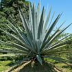 agave sweetener