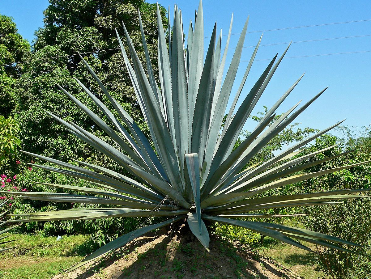 agave sweetener