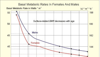 basal metabolic rate with age and sex