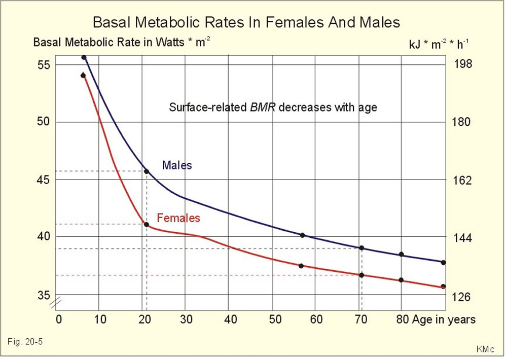 Average Metabolic Age Chart