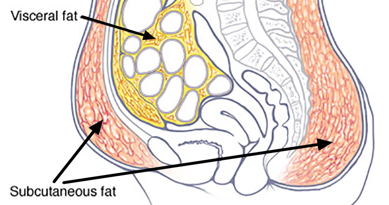 belly fat