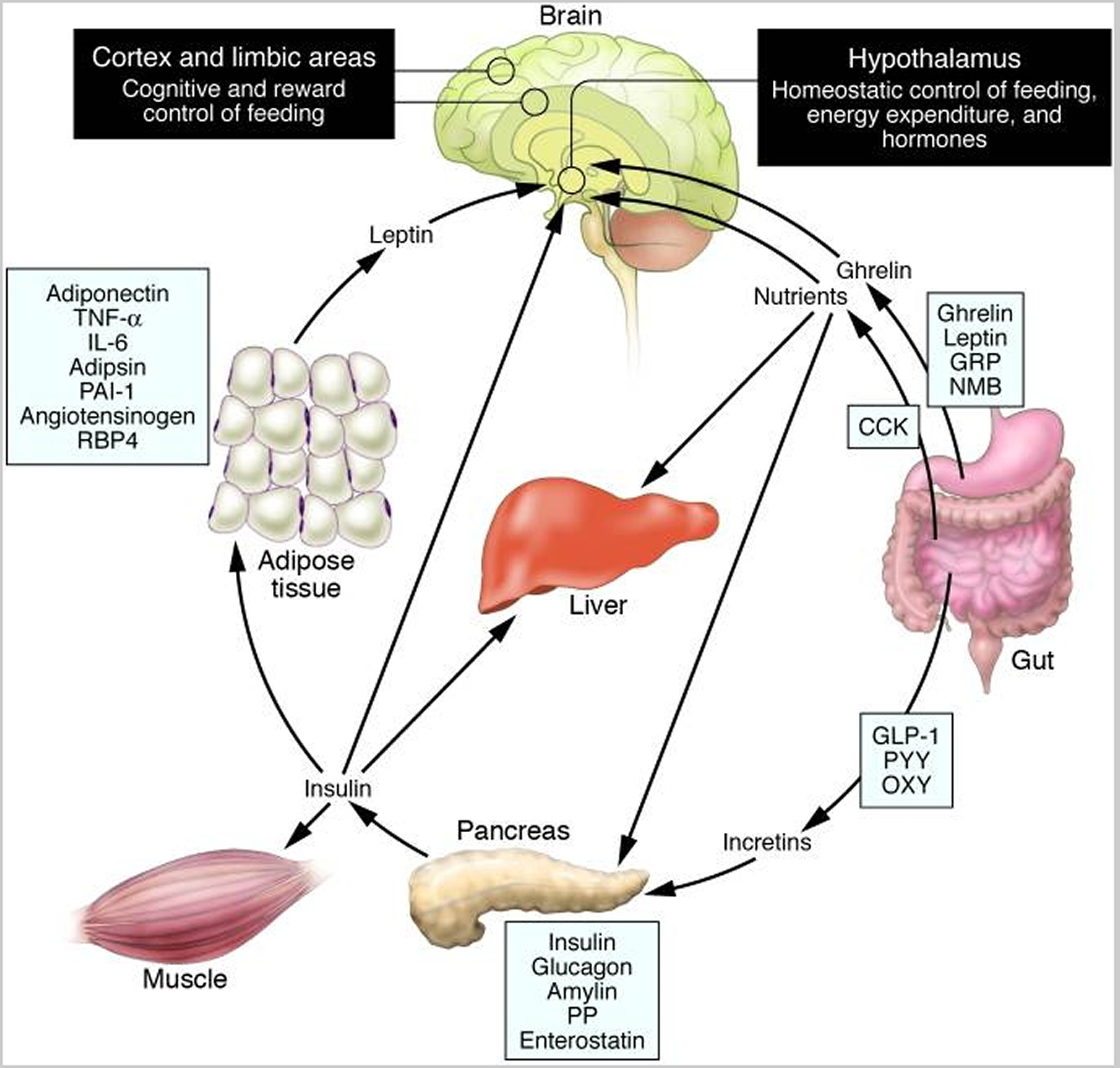 ghrelin and leptin function