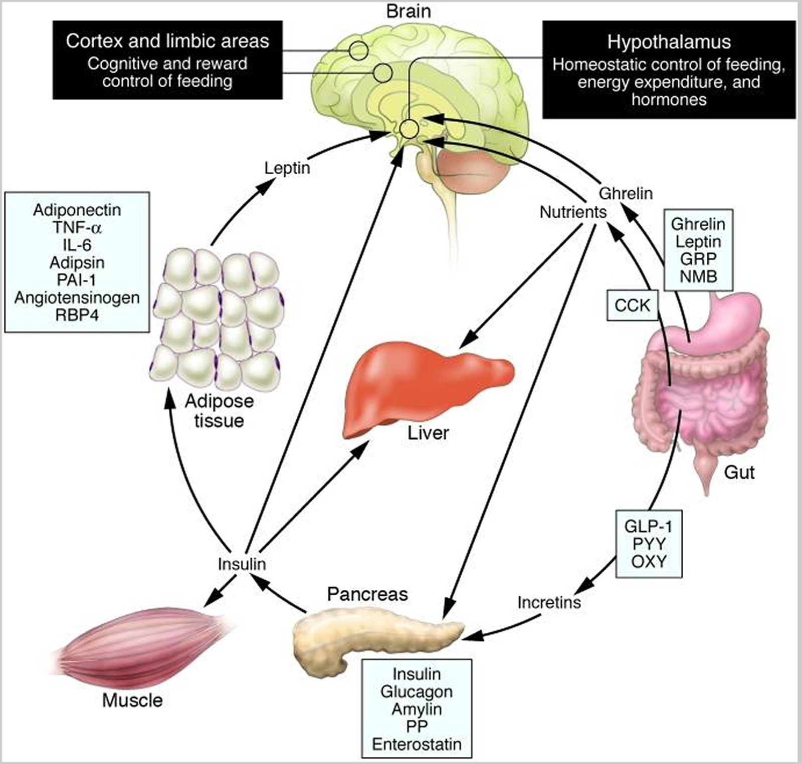 Ghrelin Hormone, the Appetite Stimulant Hormone as a cause ...