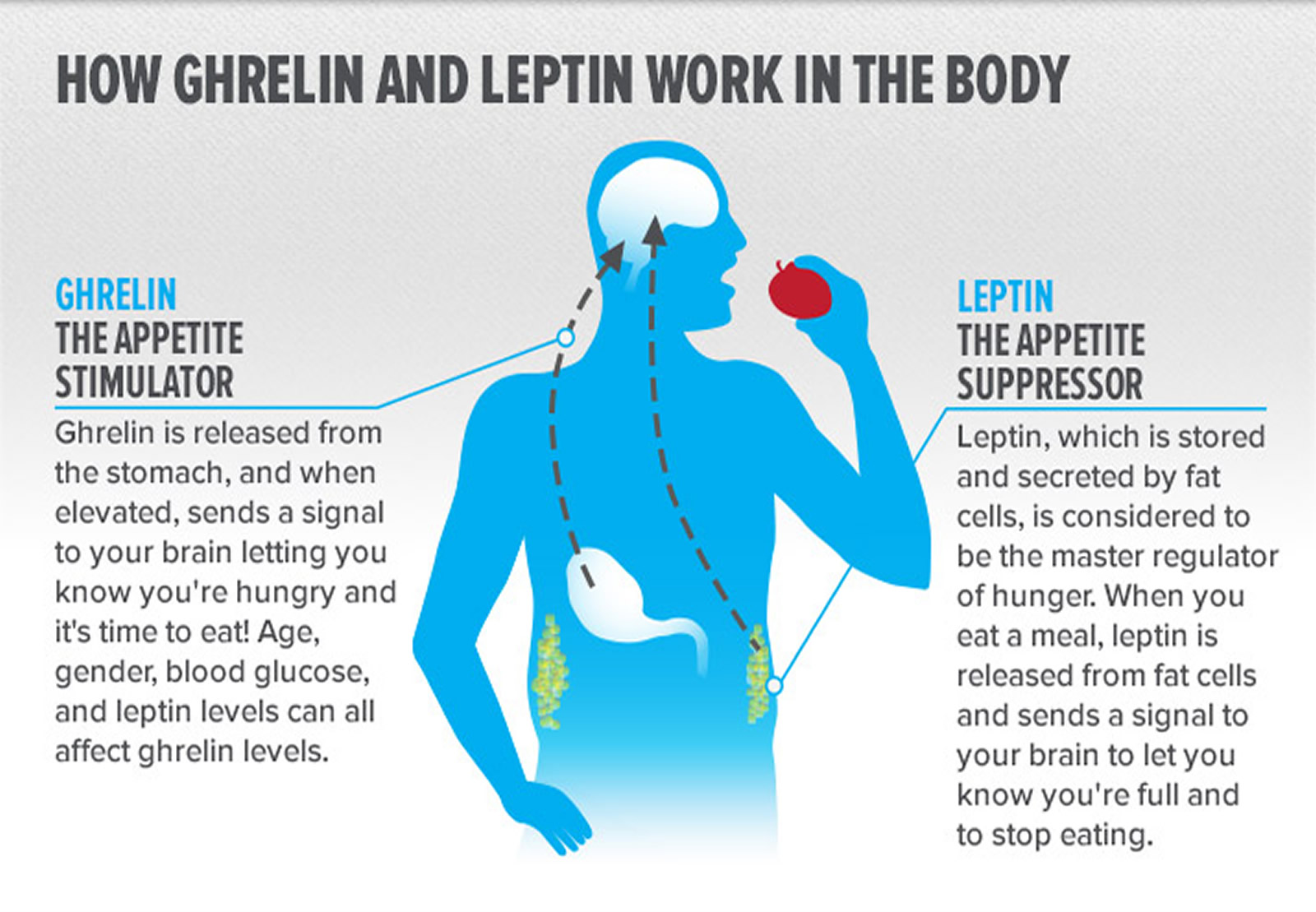 ghrelin and leptin