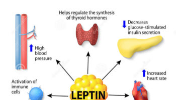 leptin hormone