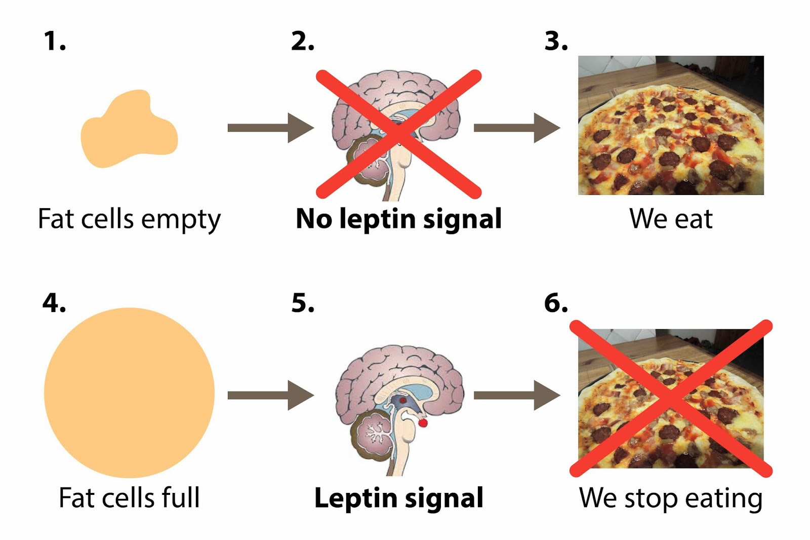 leptin hormone function