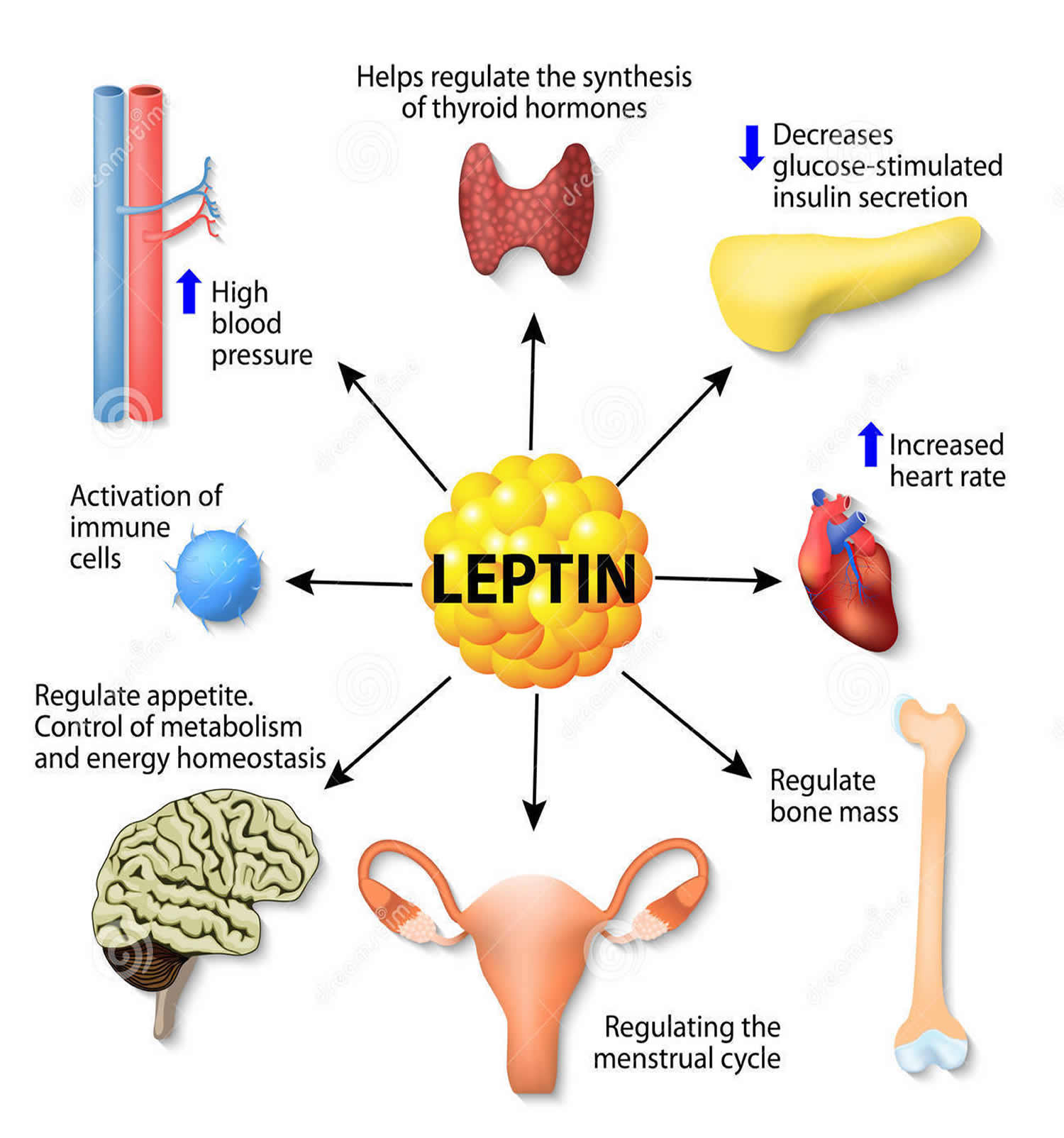 hormone secreted by adrenal gland