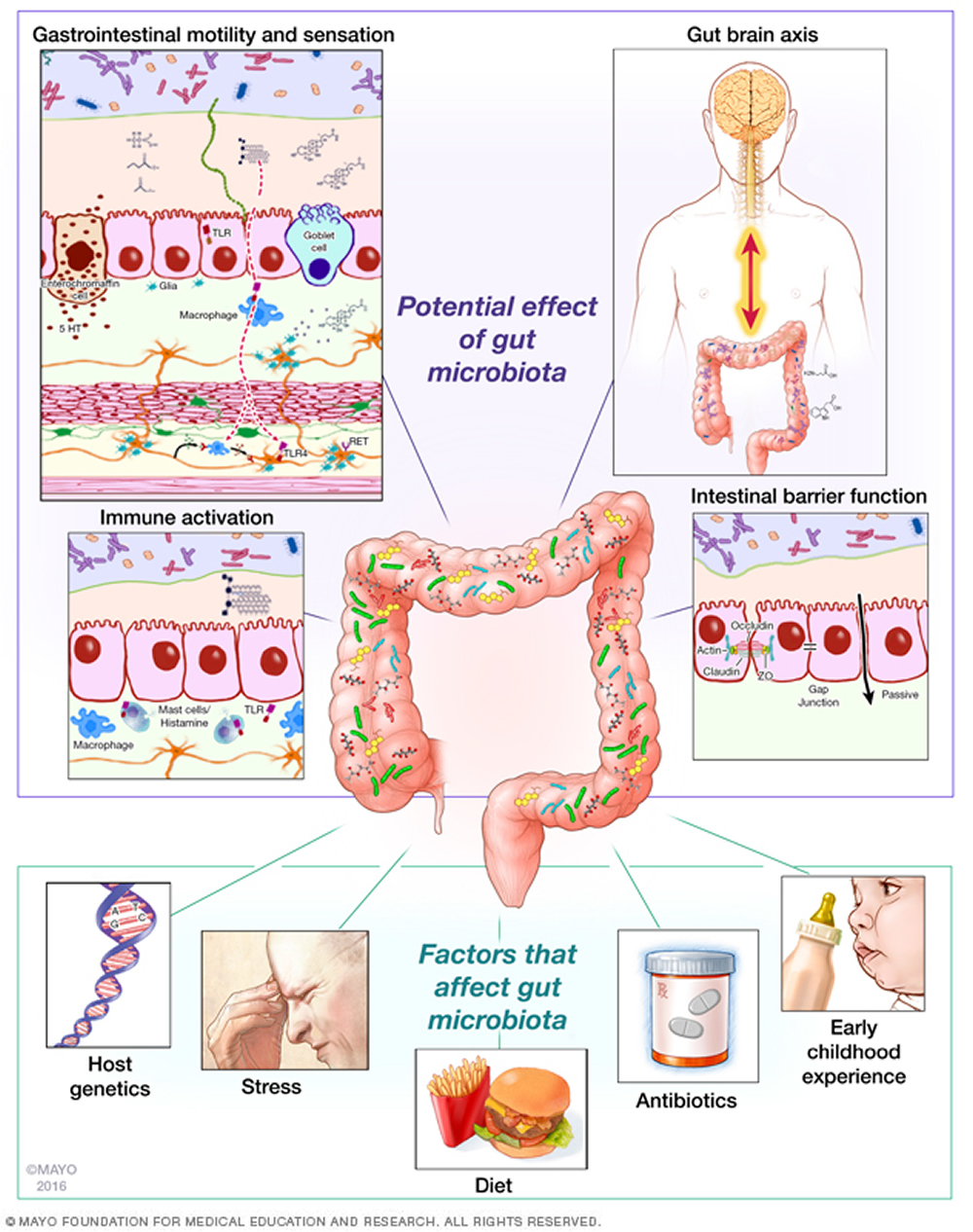 9 Ways To Restore Gut Flora After Antibiotics Biohm Health